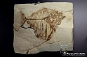 VBS_9065 - Museo Paleontologico - Asti